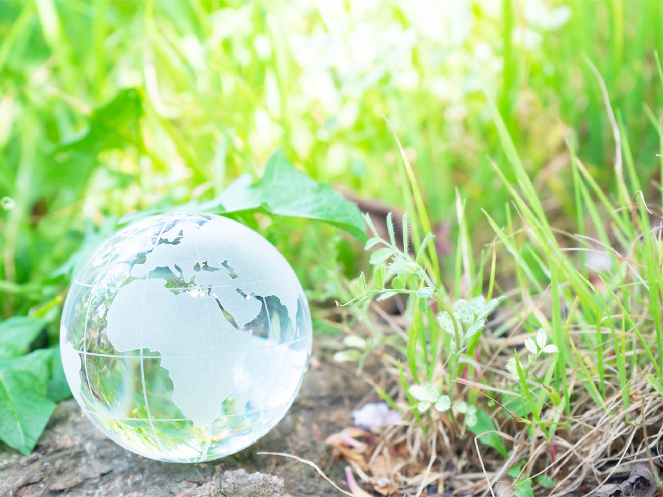 社会貢献活動画像